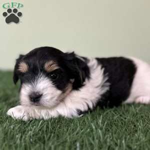 Caleb, Biewer Terrier Puppy